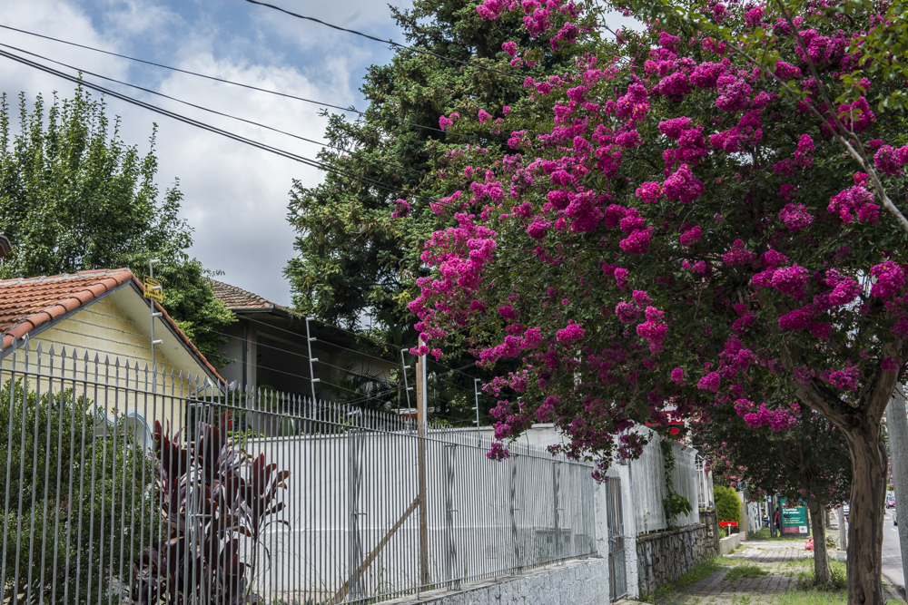 Conheça a árvore que está colorindo Curitiba nas últimas semanas de verão Conheça a árvore que está colorindo Curitiba nas últimas semanas de verão