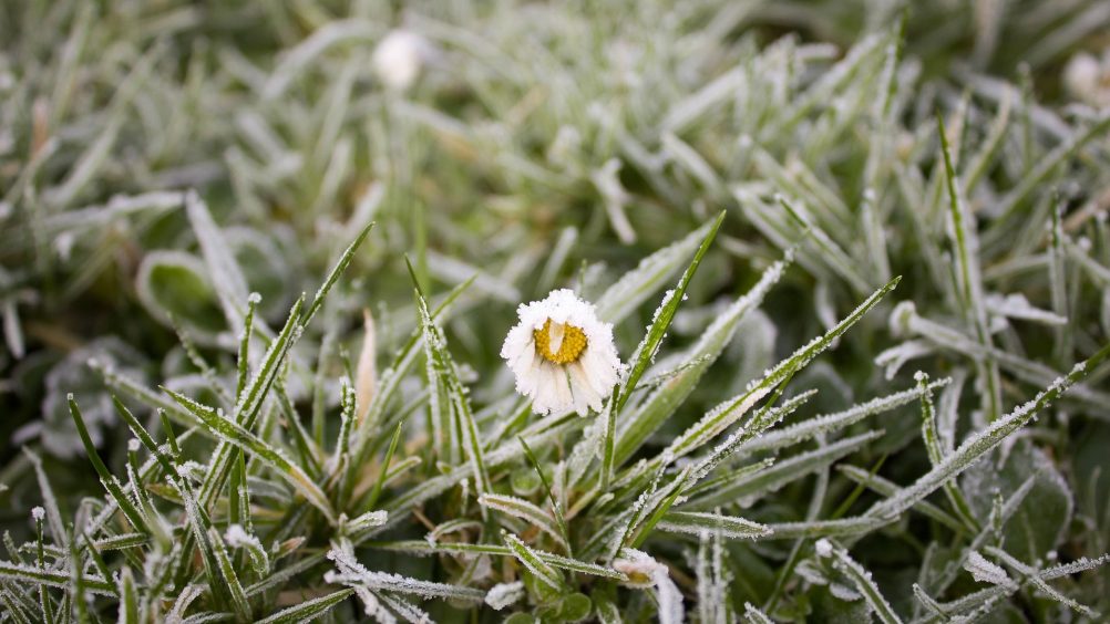 Aprenda a cuidar do seu jardim para a chegada do inverno Aprenda a cuidar do seu jardim para a chegada do inverno