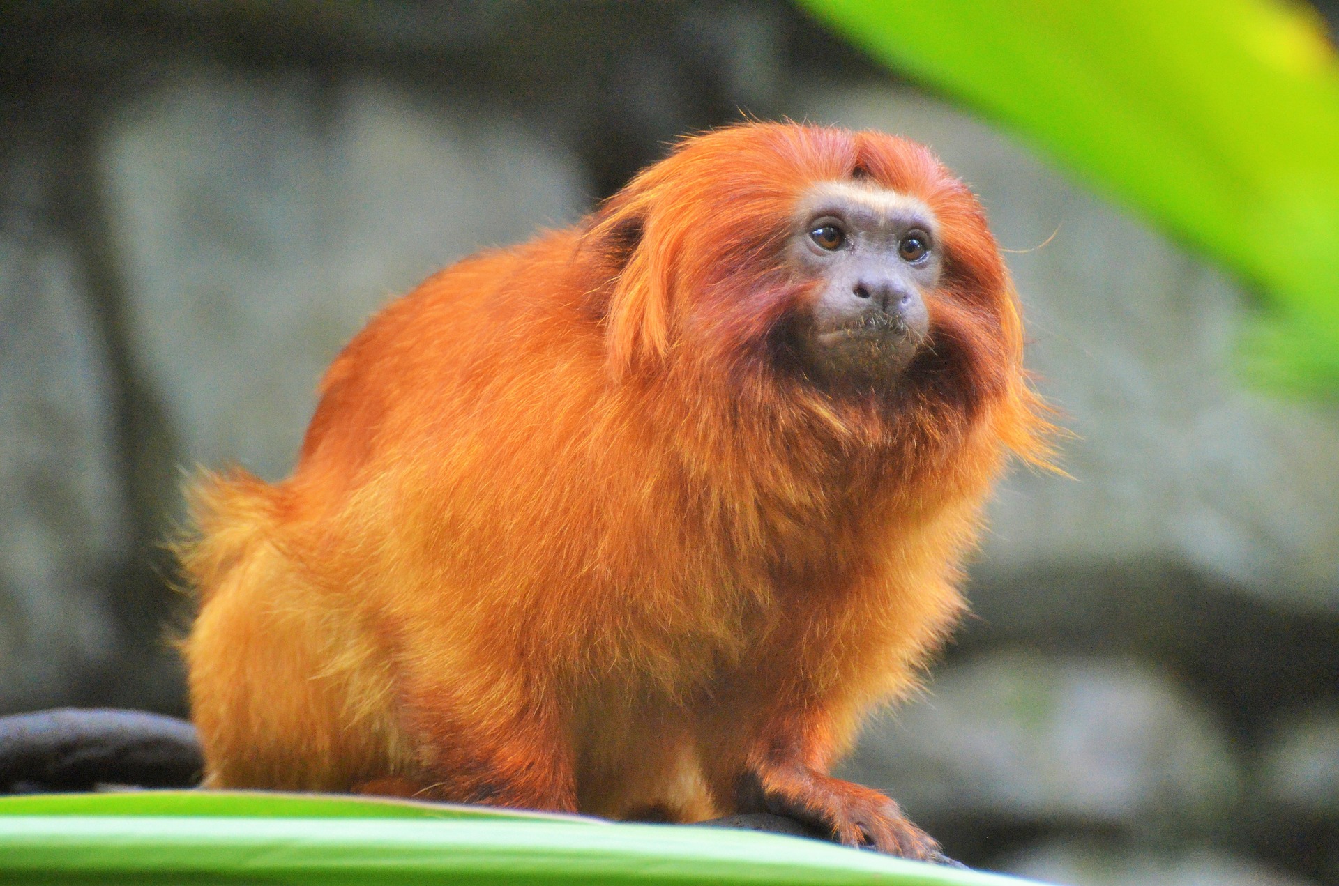 Na duplicação de uma rodovia no Rio de Janeiro, o viaduto de fauna vai ajudar na preservação das populações de mico-leão-dourado. Foto: Pixabay Na duplicação de uma rodovia no Rio de Janeiro, o viaduto de fauna vai ajudar na preservação das populações de mico-leão-dourado. Foto: Pixabay