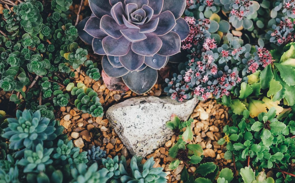 Como escolher as mudas de plantas para a primavera? As plantas crescem mais rápido durante a primavera e precisam de cuidados básicos com água, adubo e circulação de ar. A estação favorece a troca de vasos e novas plantações. Foto: Visual Hunt