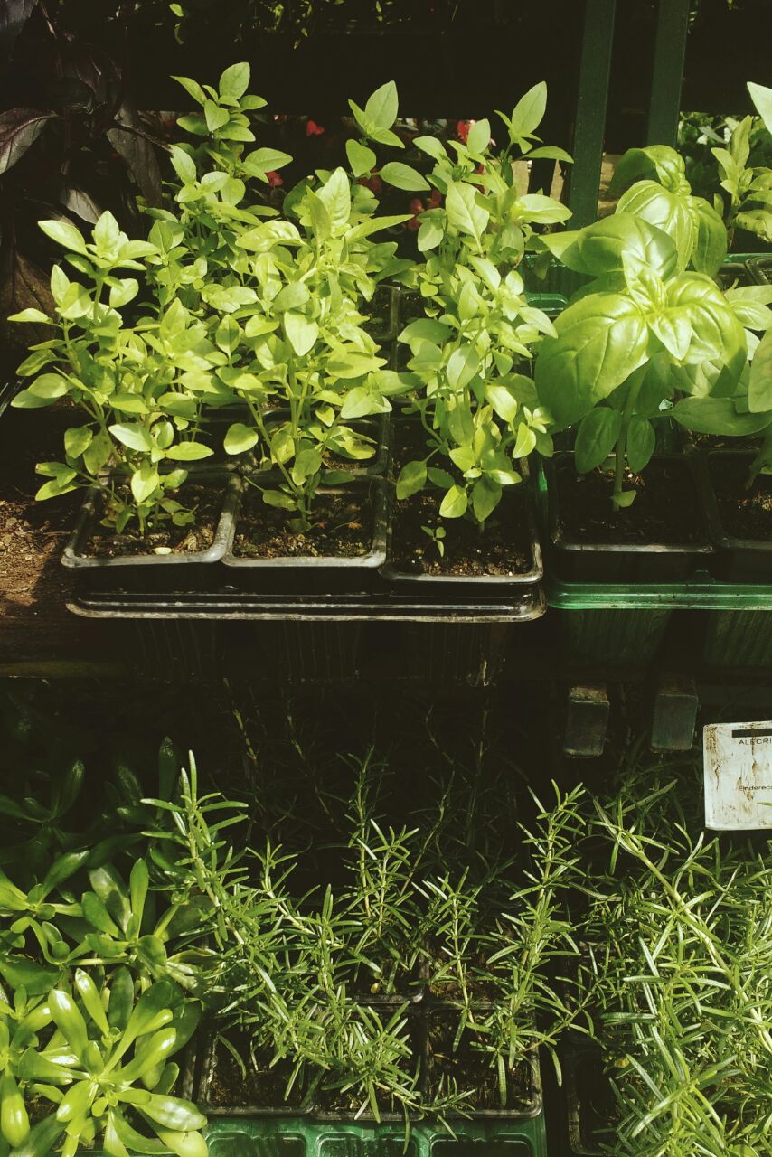 As plantas crescem mais rapidamente durante a primavera e precisam de cuidados básicos com água, adubo e circulação de ar. Foto: Júlia Rohden As plantas crescem mais rapidamente durante a primavera e precisam de cuidados básicos com água, adubo e circulação de ar. Foto: Júlia Rohden