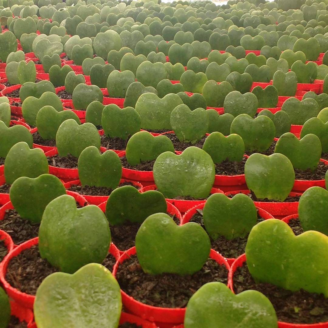 Foto: Reprodução/Instagram