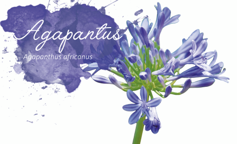 Dez plantas com nomes curiosos e seu significado Dez plantas com nomes curiosos e seu significado