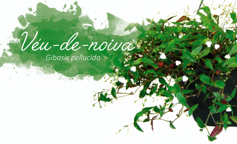 Dez plantas com nomes curiosos e seu significado Dez plantas com nomes curiosos e seu significado