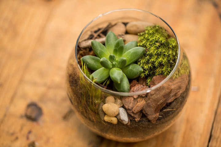 Oficina de terrários é o primeiro de três cursos em abril pela Bela Suculenta. Foto: reprodução/Bela Suculenta