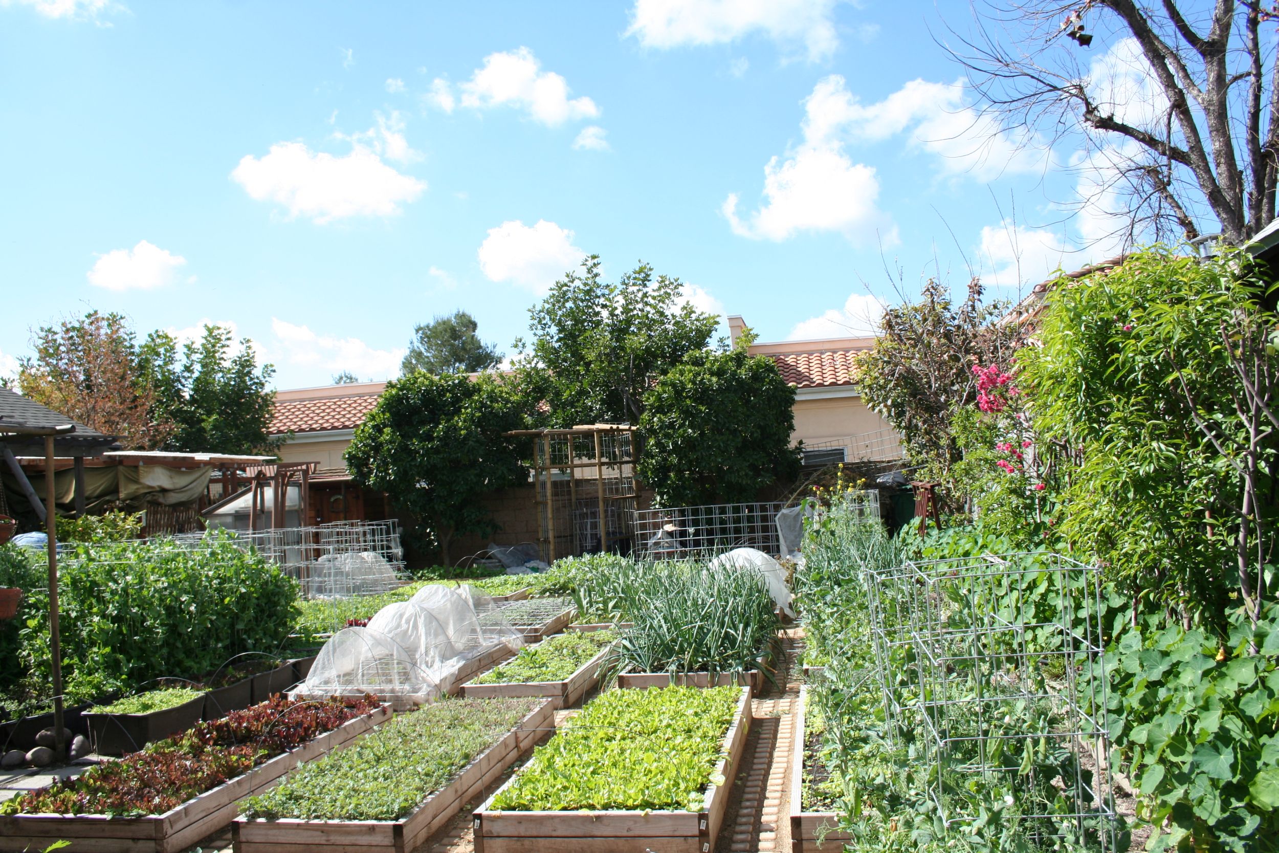 Casa da família Dervaes em Los Angeles: jardim é um grande canteiro para o cultivo de vegetais.
Foto: The Urban Homesteaders / Divulgação Casa da família Dervaes em Los Angeles: jardim é um grande canteiro para o cultivo de vegetais.
Foto: The Urban Homesteaders / Divulgação