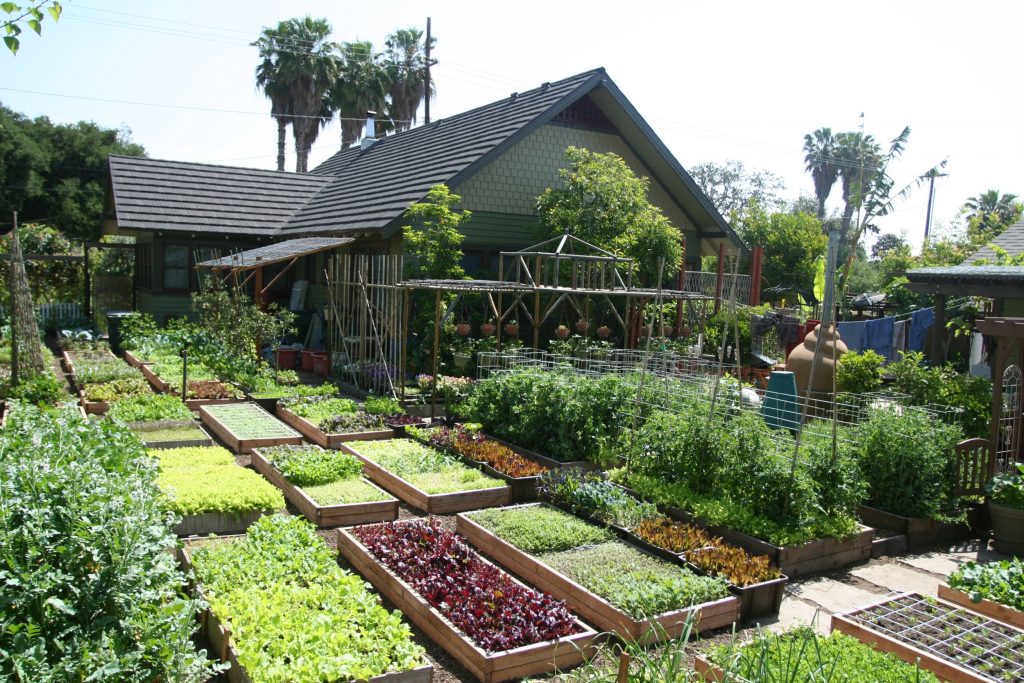 Conheça a família que produz 2,7 mil quilos de comida por ano em horta urbana Casa da família Dervaes na Califórnia. Os 370 m² do jardim são destinados à produção de alimentos.
Foto: The Urban Homesteaders / Divulgação