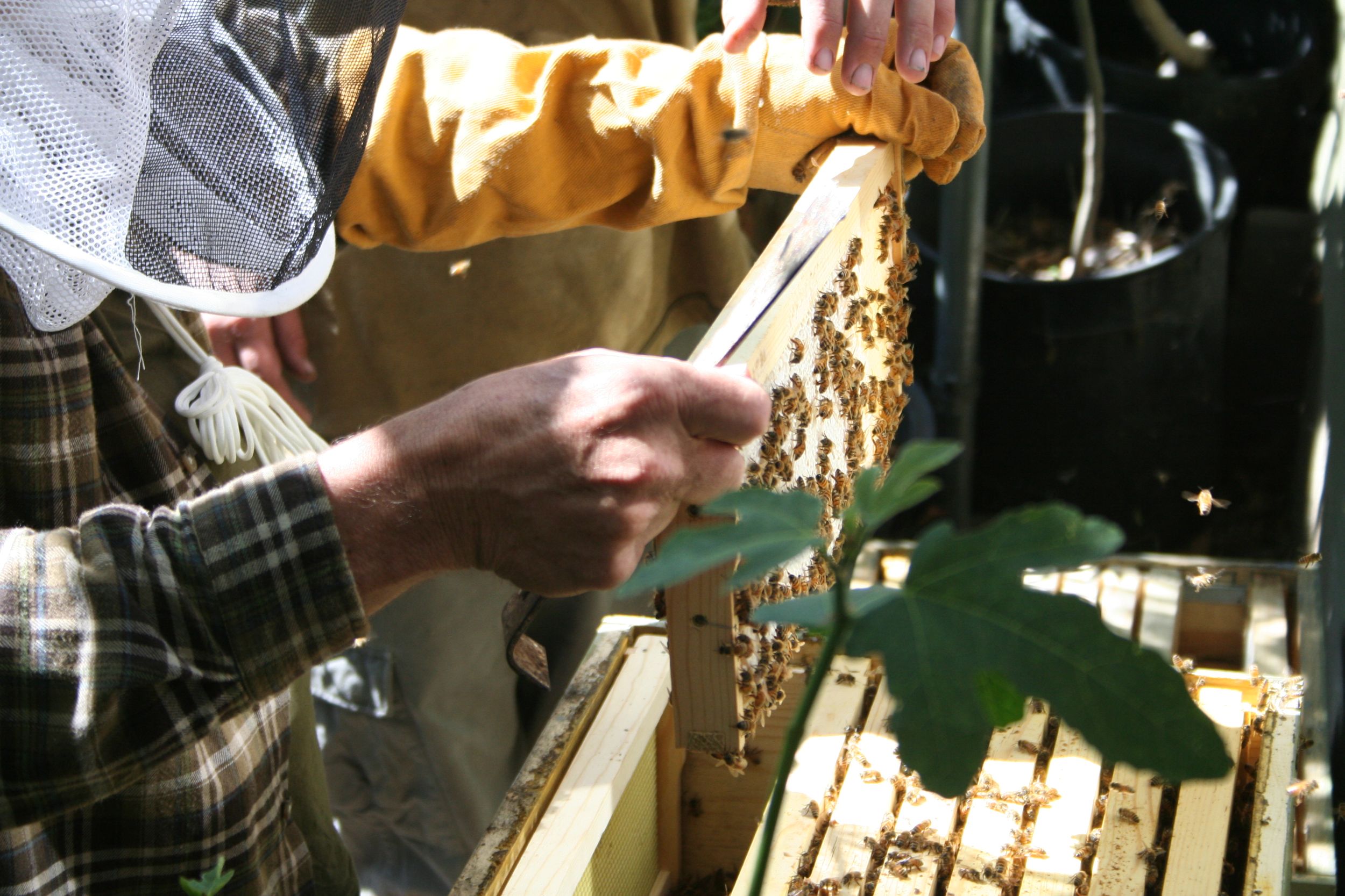 Além dos vegetais e frutas, há produção de mel.
Foto: The Urban Homesteaders / Divulgação Além dos vegetais e frutas, há produção de mel.
Foto: The Urban Homesteaders / Divulgação