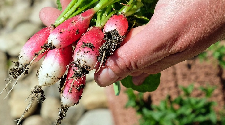 Para ter uma hortinha em casa, não é necessário ter grandes espaços. Um cantinho bem iluminado, água e muita atenção são suficientes. Foto: Pixabay