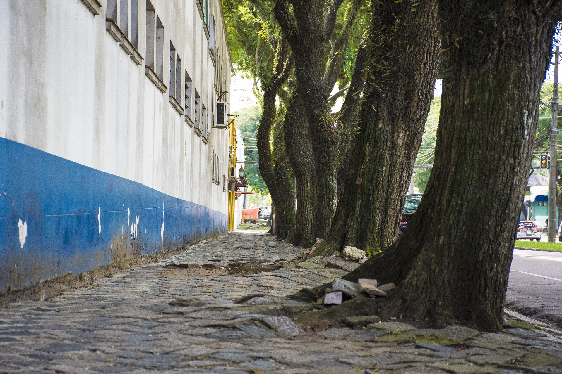 Você não percebe, mas a Getúlio Vargas é um dos principais “corredores verdes” de Curitiba Você não percebe, mas a Getúlio Vargas é um dos principais “corredores verdes” de Curitiba