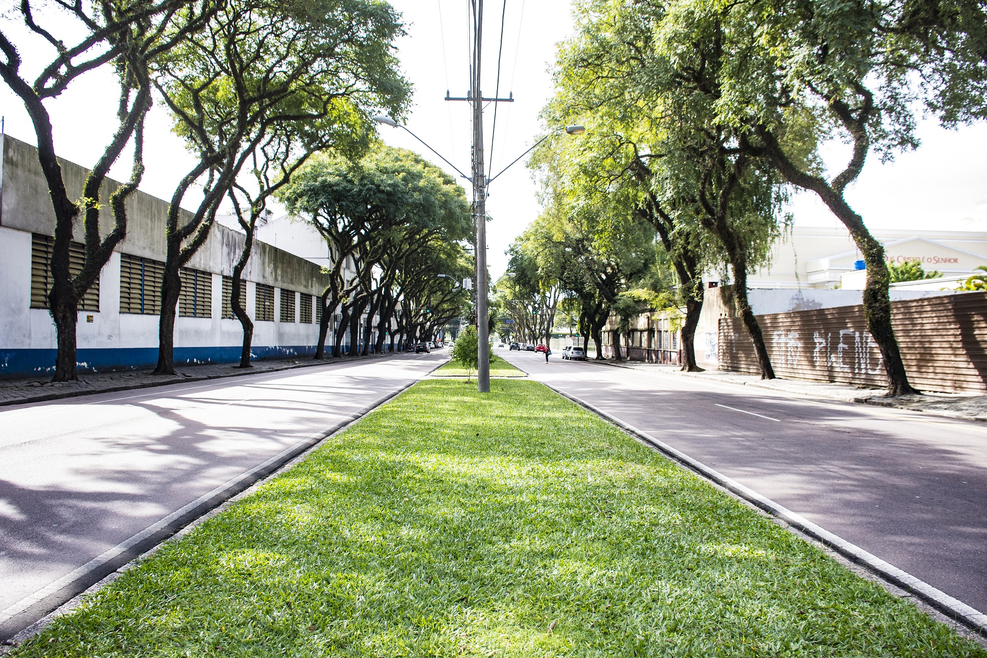 Você não percebe, mas a Getúlio Vargas é um dos principais “corredores verdes” de Curitiba Você não percebe, mas a Getúlio Vargas é um dos principais “corredores verdes” de Curitiba