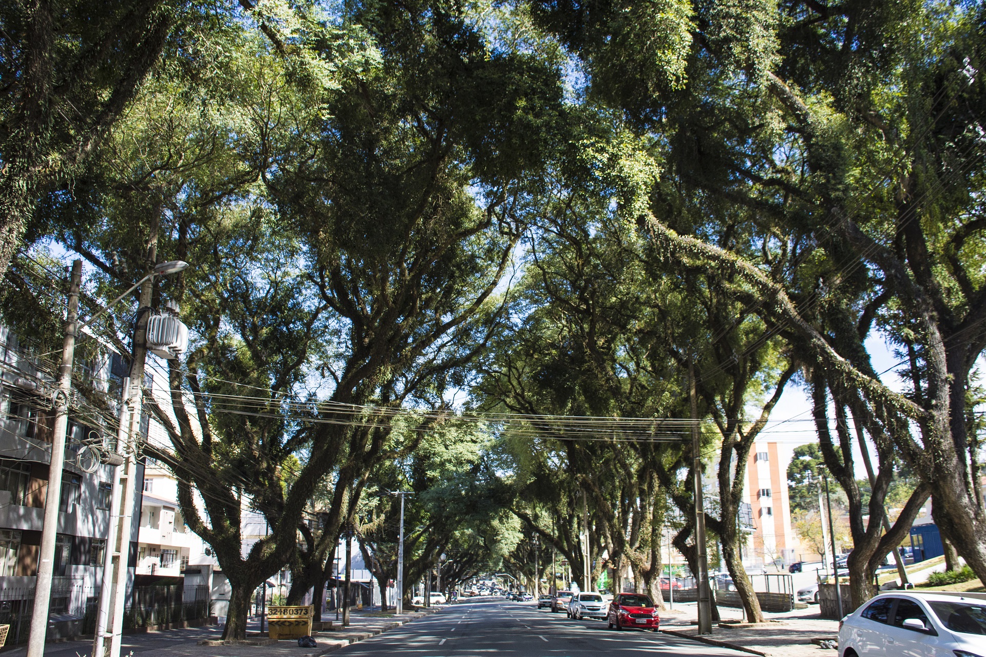 Você não percebe, mas a Getúlio Vargas é um dos principais “corredores verdes” de Curitiba Você não percebe, mas a Getúlio Vargas é um dos principais “corredores verdes” de Curitiba