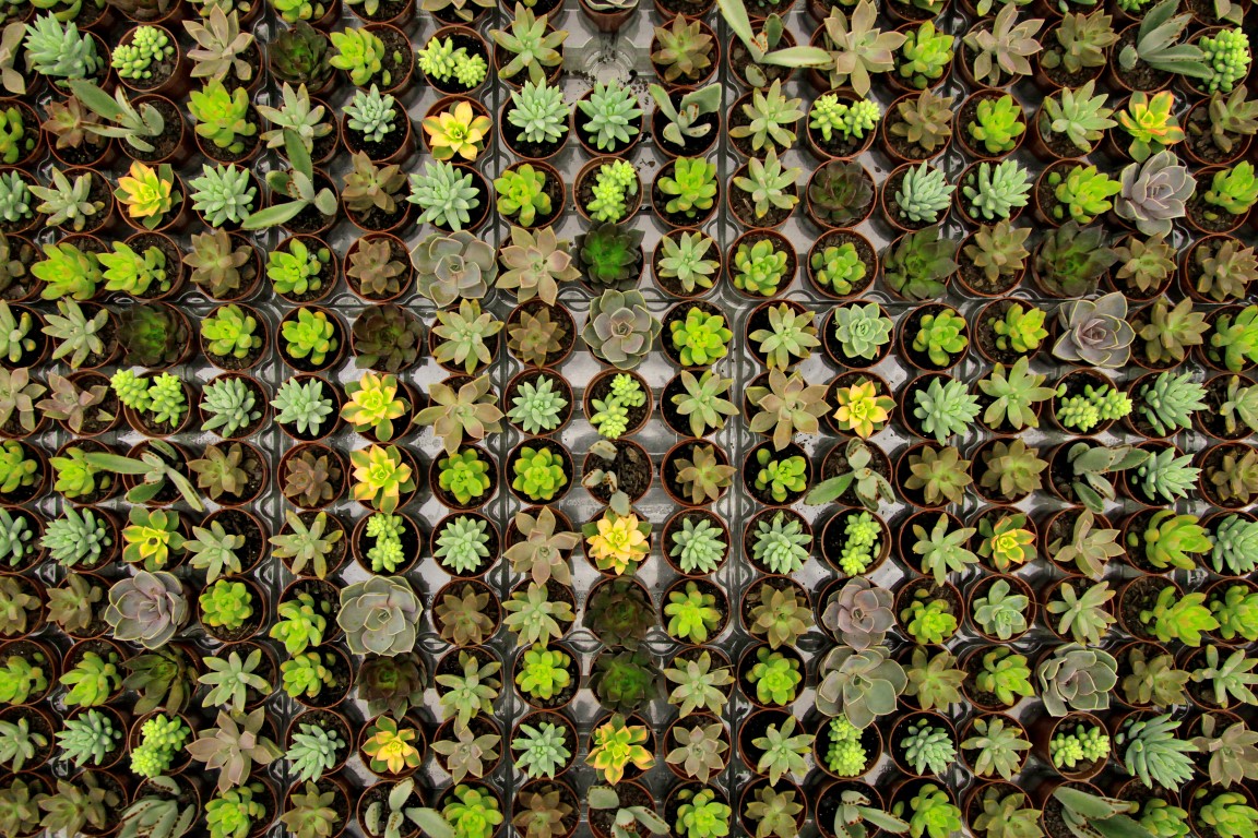 Foto: Alison Martins/Gazeta do Povo