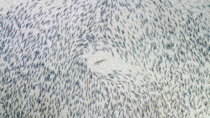 Blacktip Shark, por Adam Barker, vencedor da categoria Vida Selvagem Blacktip Shark, por Adam Barker, vencedor da categoria Vida Selvagem