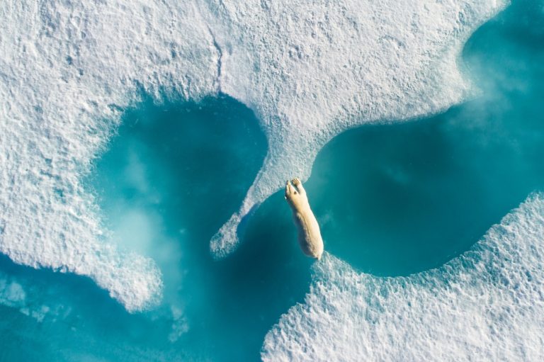A foto vencedora do prêmio: Above The Polar Bear, por Florian Ledoux.