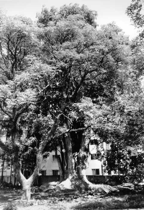 Dia da Árvore: as sete mais antigas e intocadas para conhecer em Curitiba Dia da Árvore: as sete mais antigas e intocadas para conhecer em Curitiba