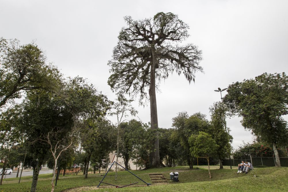 A paineira tornou-se um marco de preservação histórica. A paineira tornou-se um marco de preservação histórica.