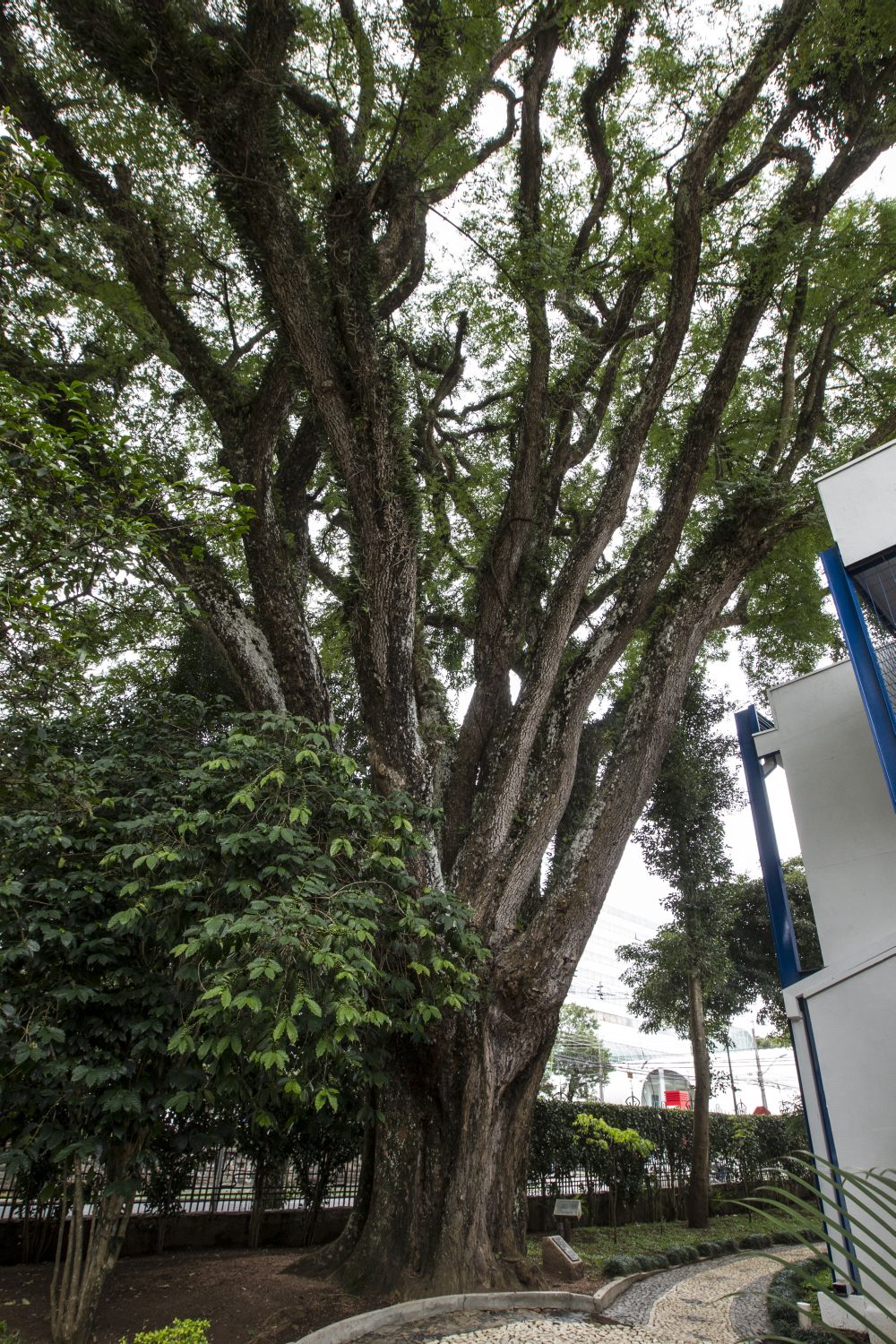 Tipuana no Colégio Nossa Senhora de Sion é tombada pelo município. Tipuana no Colégio Nossa Senhora de Sion é tombada pelo município.