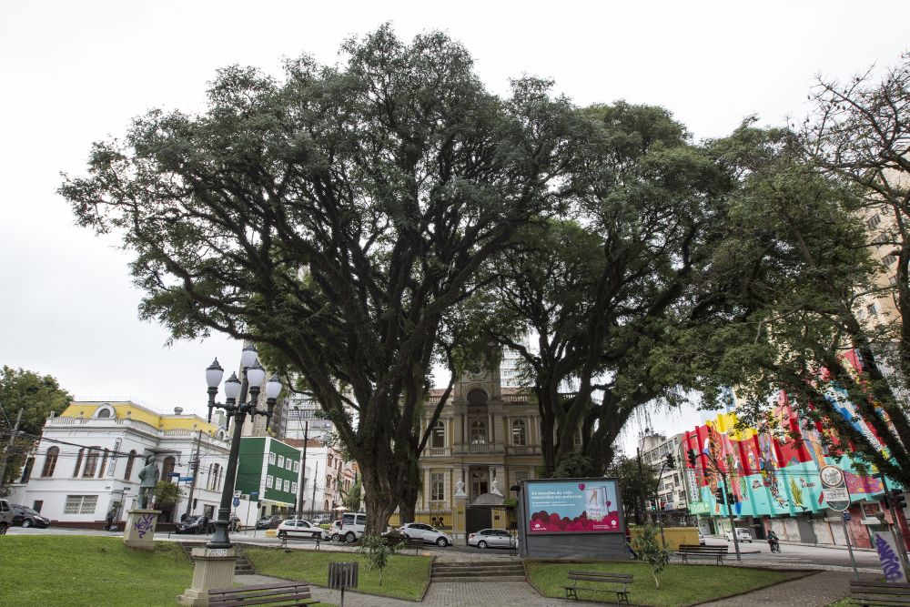 Tipuana na Praça Santos Dumont. Tipuana na Praça Santos Dumont.