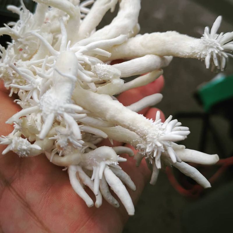 Fotos: Biohm/Reprodução