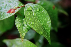 Saiba como cuidar do jardim e salvar as plantas do excesso de chuva Plantas encharcadas podem morrer pelo apodrecimento das raízes.
Foto: Freeimages