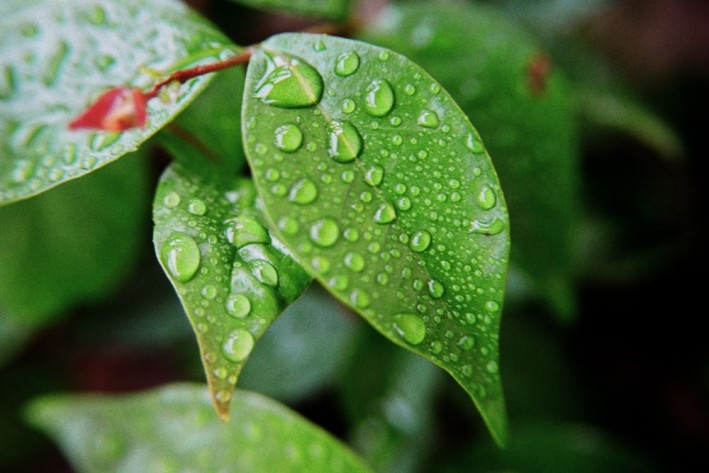 Saiba como cuidar do jardim e salvar as plantas do excesso de chuva Plantas encharcadas podem morrer pelo apodrecimento das raízes.
Foto: Freeimages