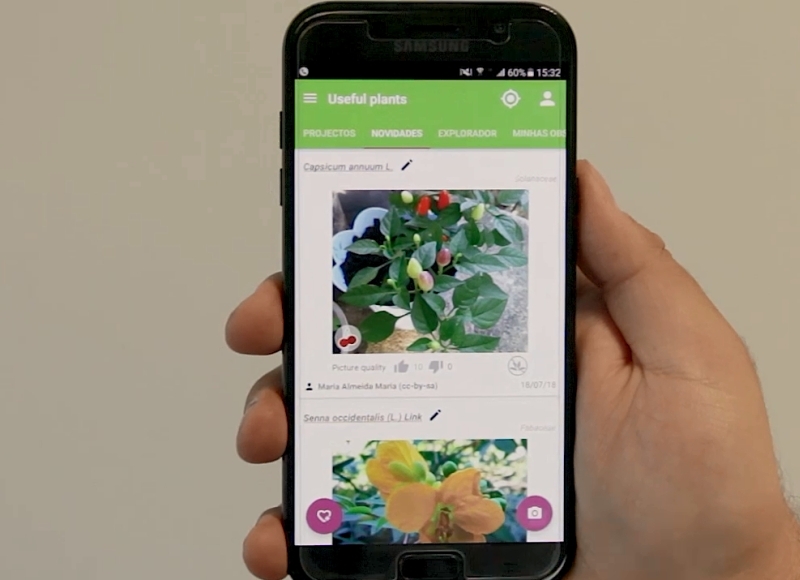Testamos: aplicativo que promete descobrir nome e espécie da planta pela foto Foto: arquivo pessoal