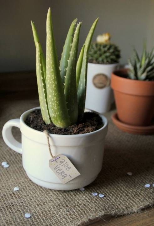 10 plantas (quase) impossíveis de matar para ter em casa 10 plantas (quase) impossíveis de matar para ter em casa