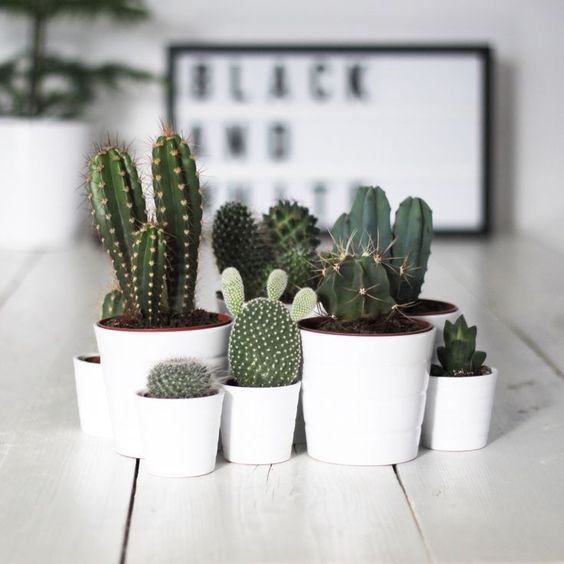 10 plantas (quase) impossíveis de matar para ter em casa 10 plantas (quase) impossíveis de matar para ter em casa