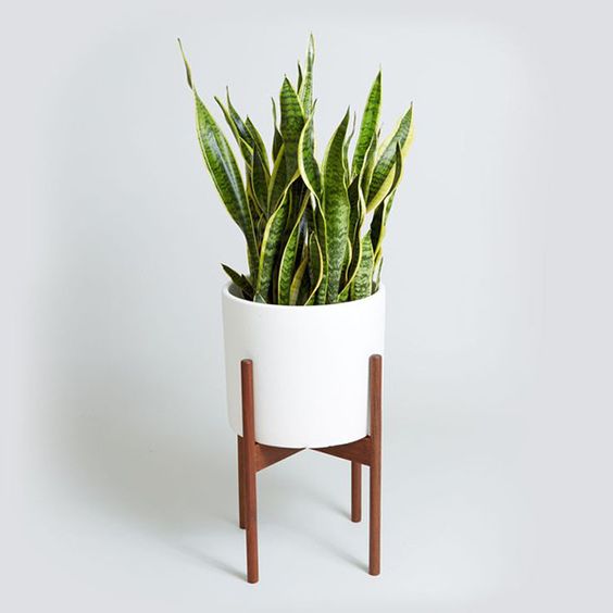 10 plantas (quase) impossíveis de matar para ter em casa 10 plantas (quase) impossíveis de matar para ter em casa