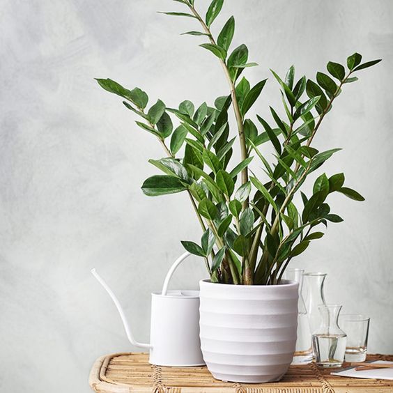 10 plantas (quase) impossíveis de matar para ter em casa 10 plantas (quase) impossíveis de matar para ter em casa