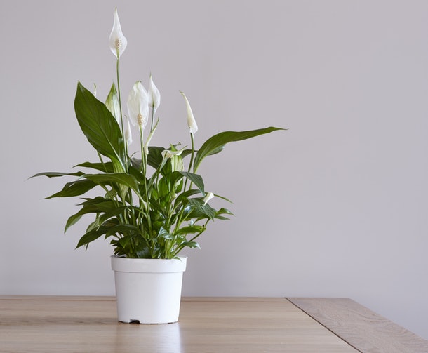 10 plantas (quase) impossíveis de matar para ter em casa 10 plantas (quase) impossíveis de matar para ter em casa