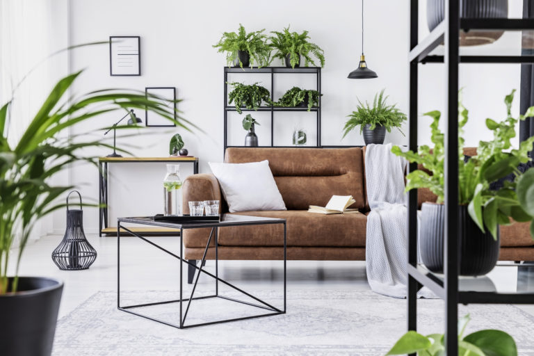 Algumas plantas são mais resistentes à variação de luz e água, e 'sofrem menos' na mão de iniciantes. Foto: Bigstock