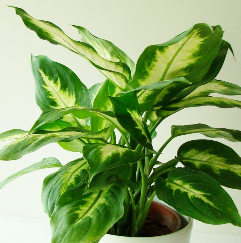 10 plantas (quase) impossíveis de matar para ter em casa 10 plantas (quase) impossíveis de matar para ter em casa