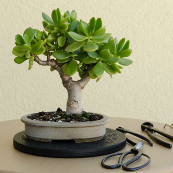 10 plantas (quase) impossíveis de matar para ter em casa 10 plantas (quase) impossíveis de matar para ter em casa