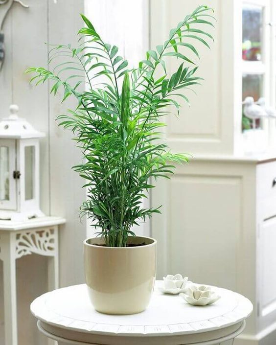 10 plantas (quase) impossíveis de matar para ter em casa 10 plantas (quase) impossíveis de matar para ter em casa