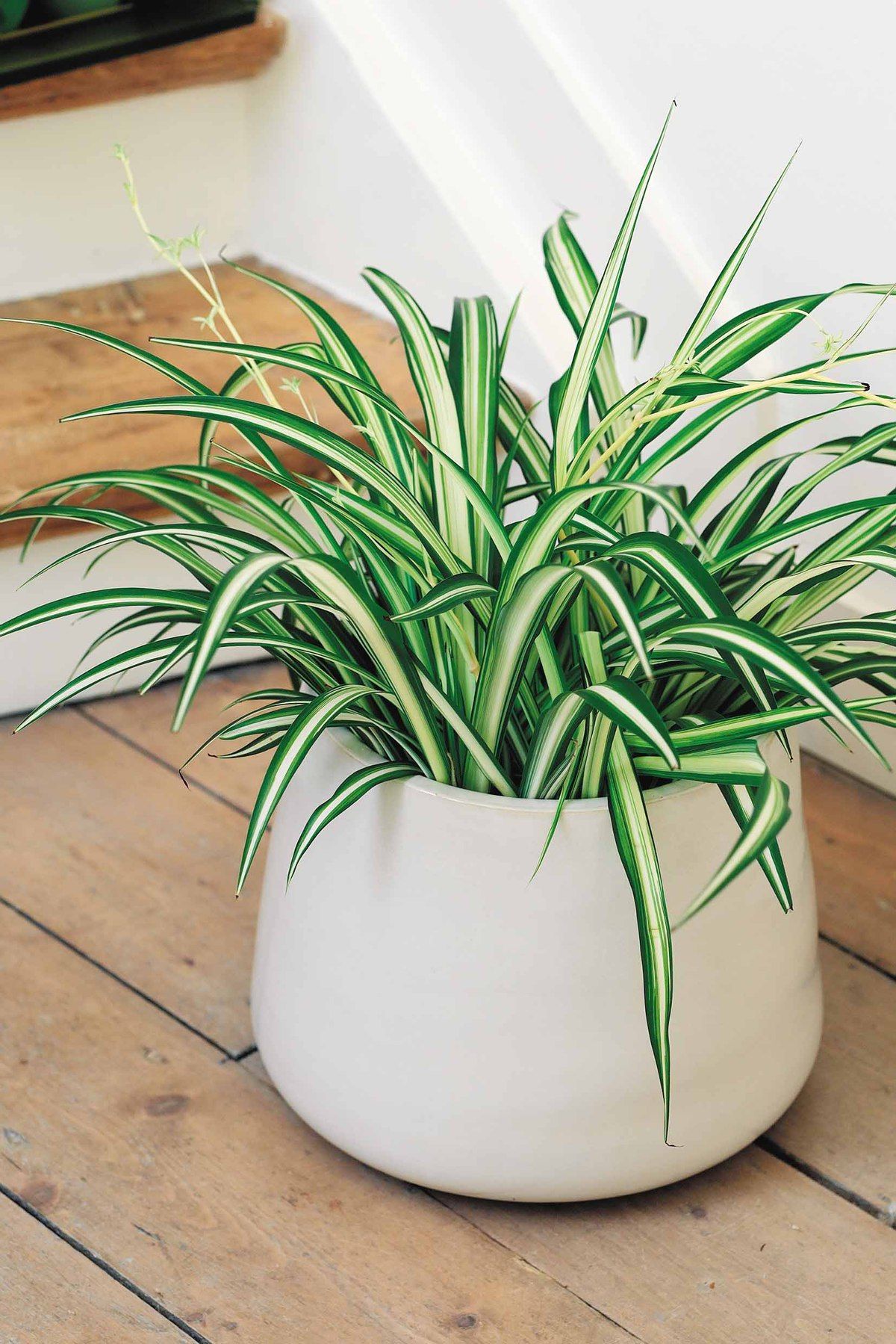 10 plantas (quase) impossíveis de matar para ter em casa 10 plantas (quase) impossíveis de matar para ter em casa