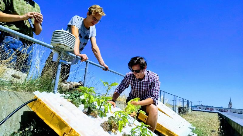 Experimentos no Centro de Excelência em Telhados Verdes Neubrandemburg, na Alemanha. Feijão na telha hidropônica sede Instituto Cidade Jardim. Foto: Divulgação