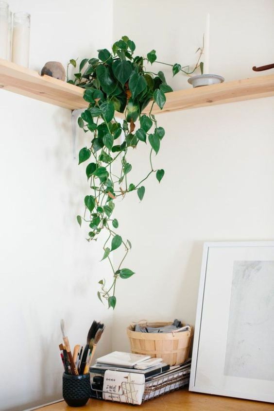 10 plantas (quase) impossíveis de matar para ter em casa 10 plantas (quase) impossíveis de matar para ter em casa