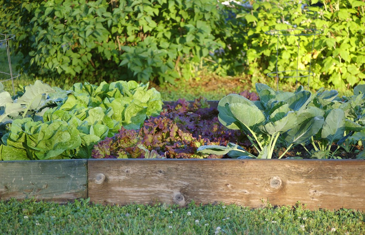 An organic garden on a spring morning An organic garden on a spring morning