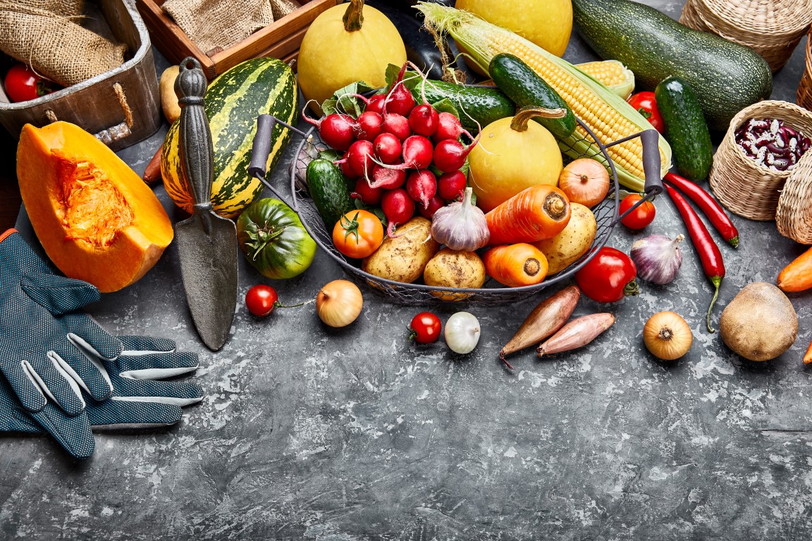 Harvest vegetables with herb kitchen garden on grey concrete surface top view. Healthy food and vegan food still life garden inventory. Harvest vegetables with herb kitchen garden on grey concrete surface top view. Healthy food and vegan food still life garden inventory.