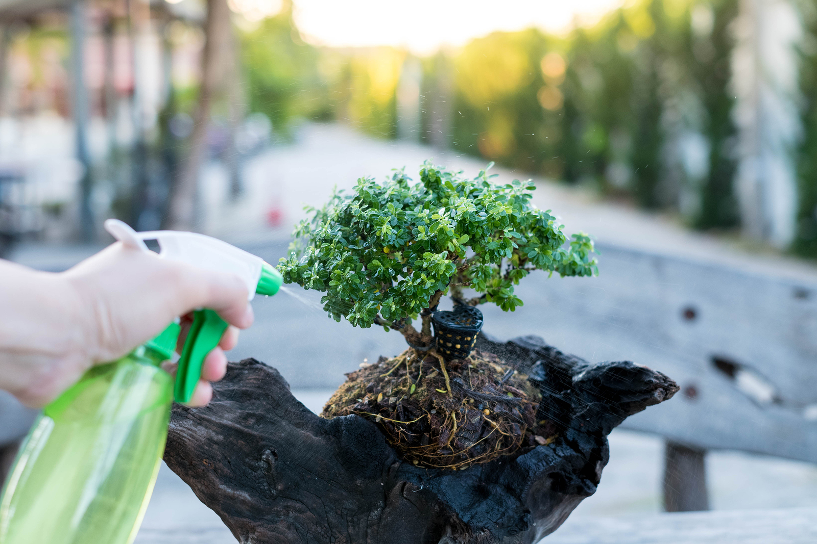 Rega na medida certa durante hospedagem. Foto: Bigstock