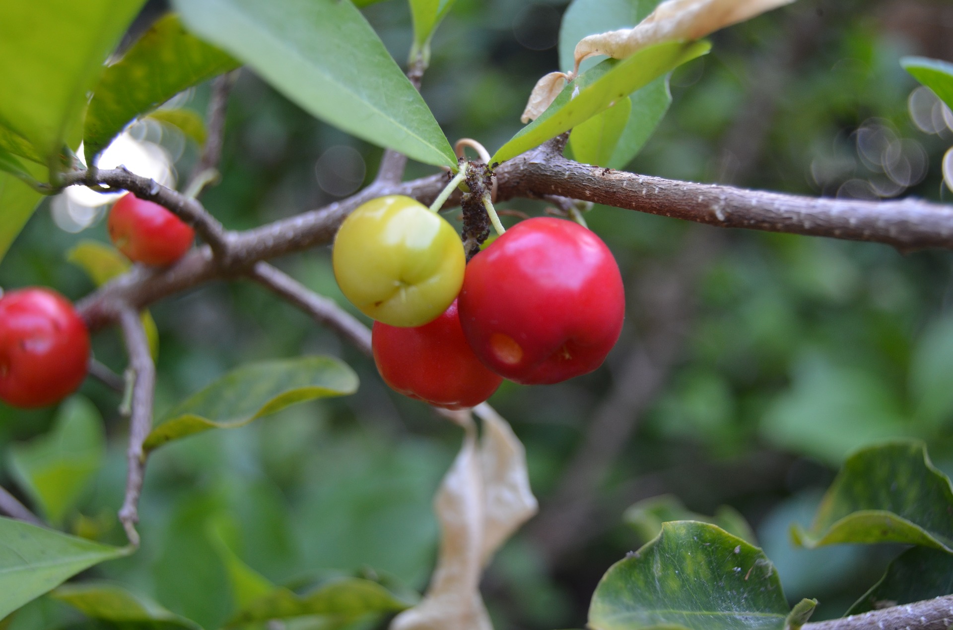 Acerola. Foto: Pixabay Acerola. Foto: Pixabay