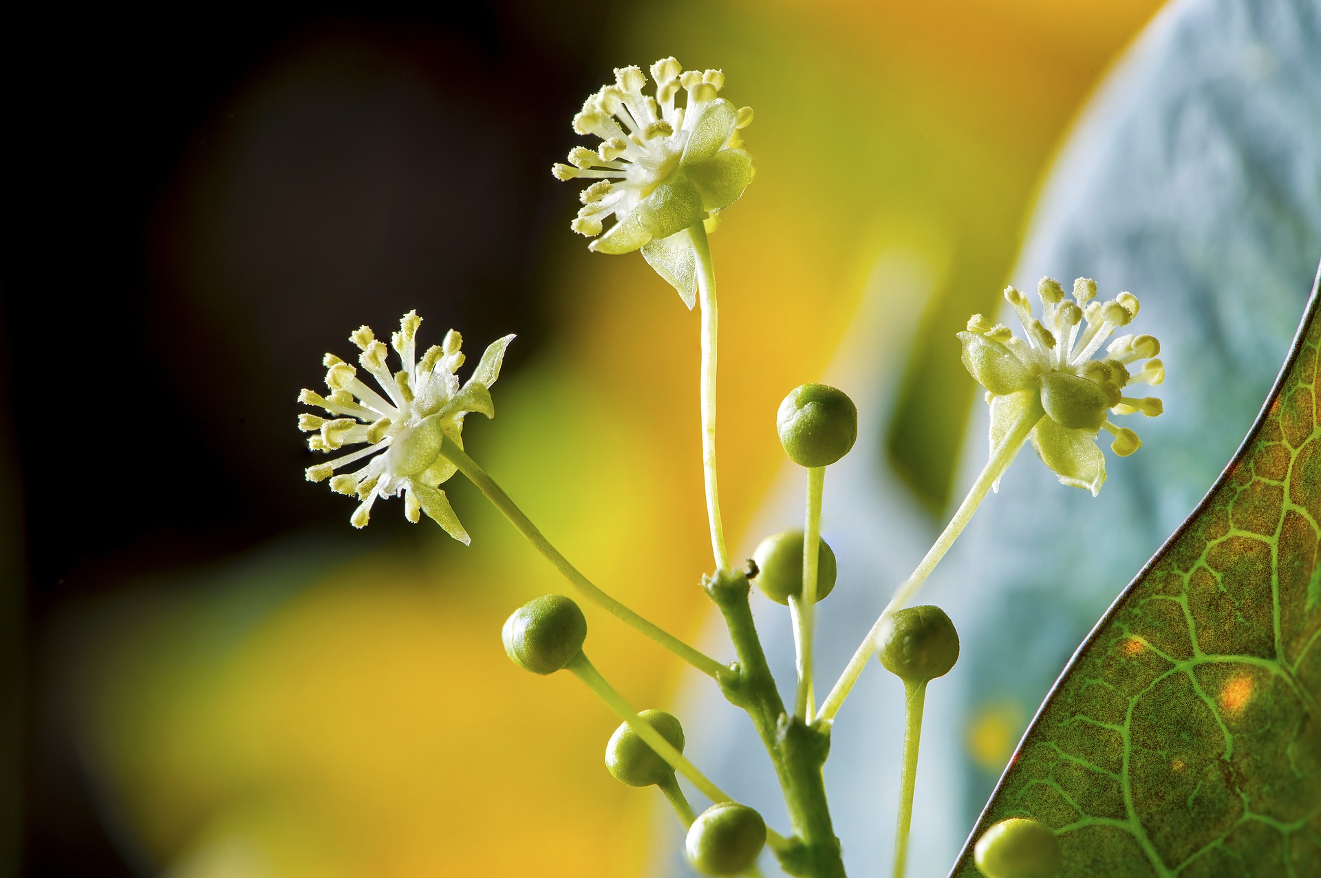 Floração da goiabeira. Foto: Pixabay. Floração da goiabeira. Foto: Pixabay.
