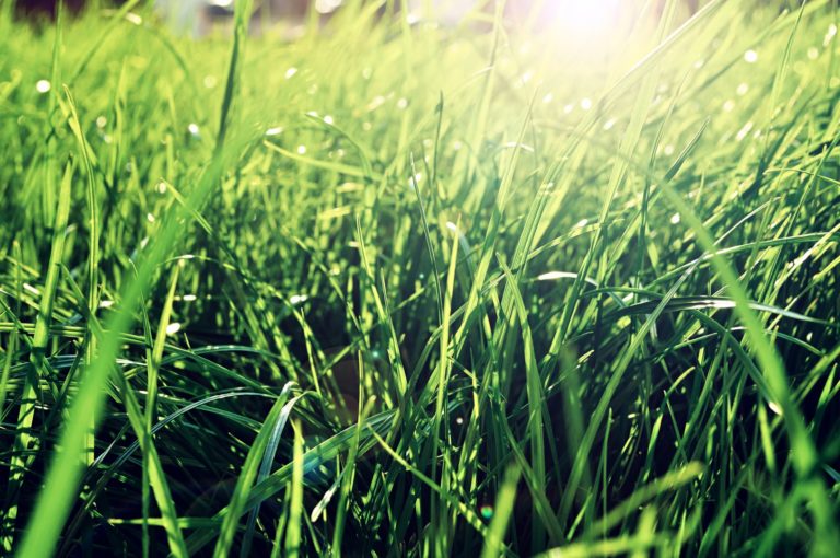 Manutenção em dia é a chave para um gramado verde e bem cuidado. Foto: Bigstock