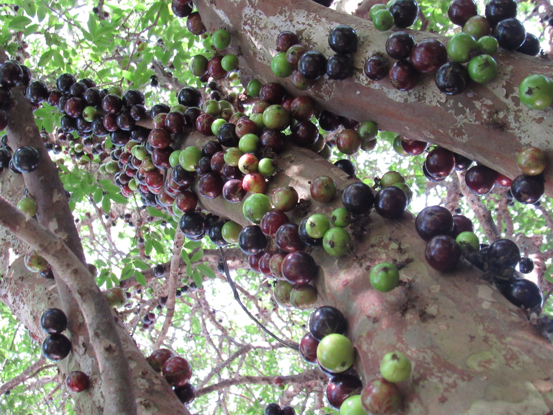 Jabuticabeira Jabuticabeira