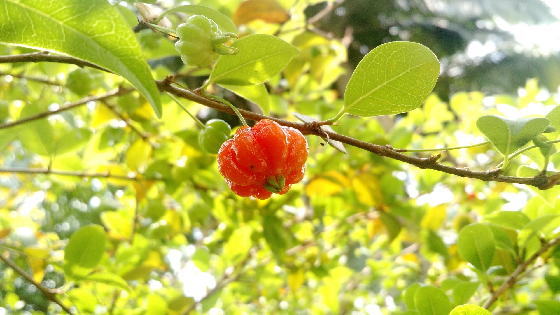 Pitanga Pitanga