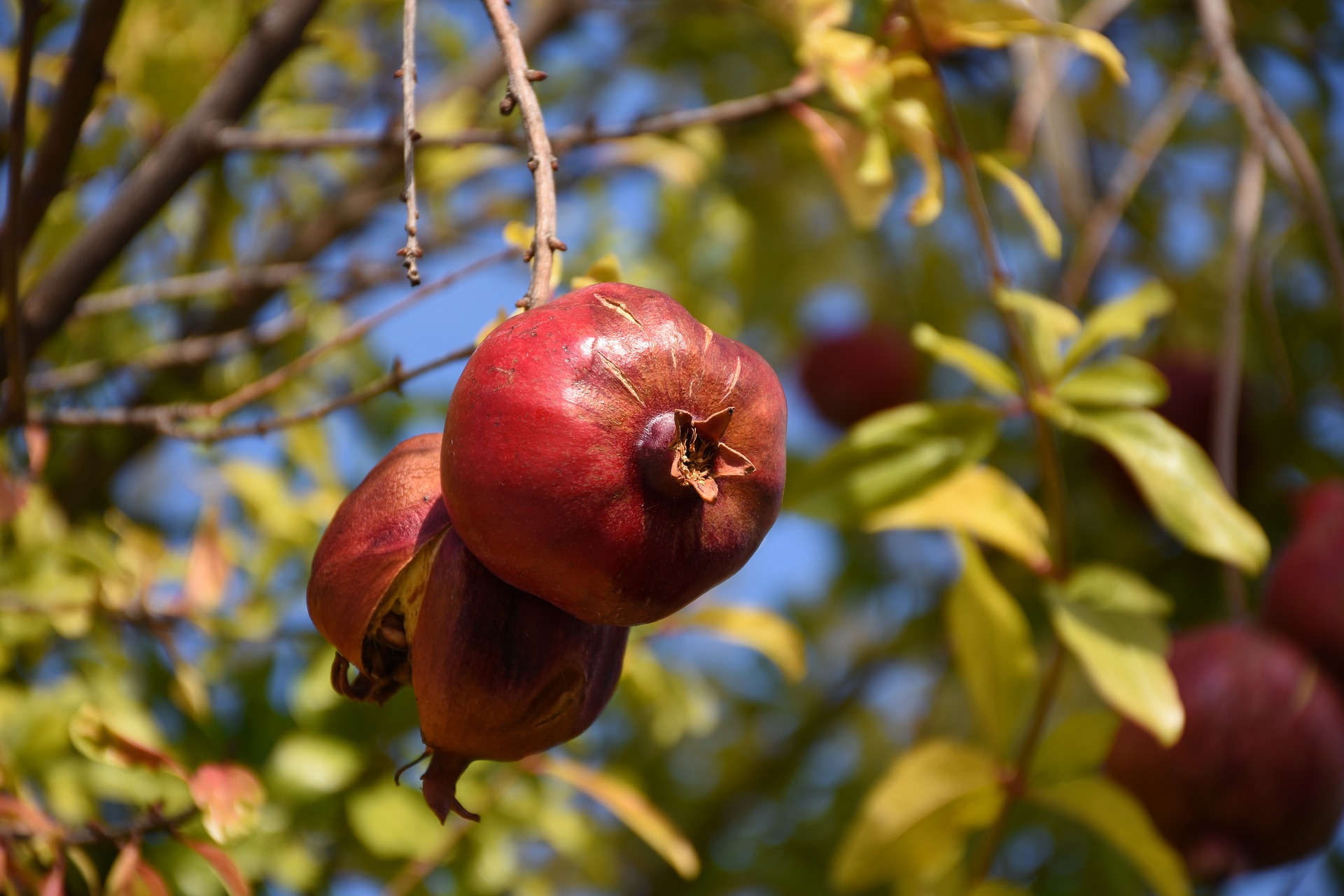 Detalhe de um pé de romã. Foto: Pixabay. Detalhe de um pé de romã. Foto: Pixabay.