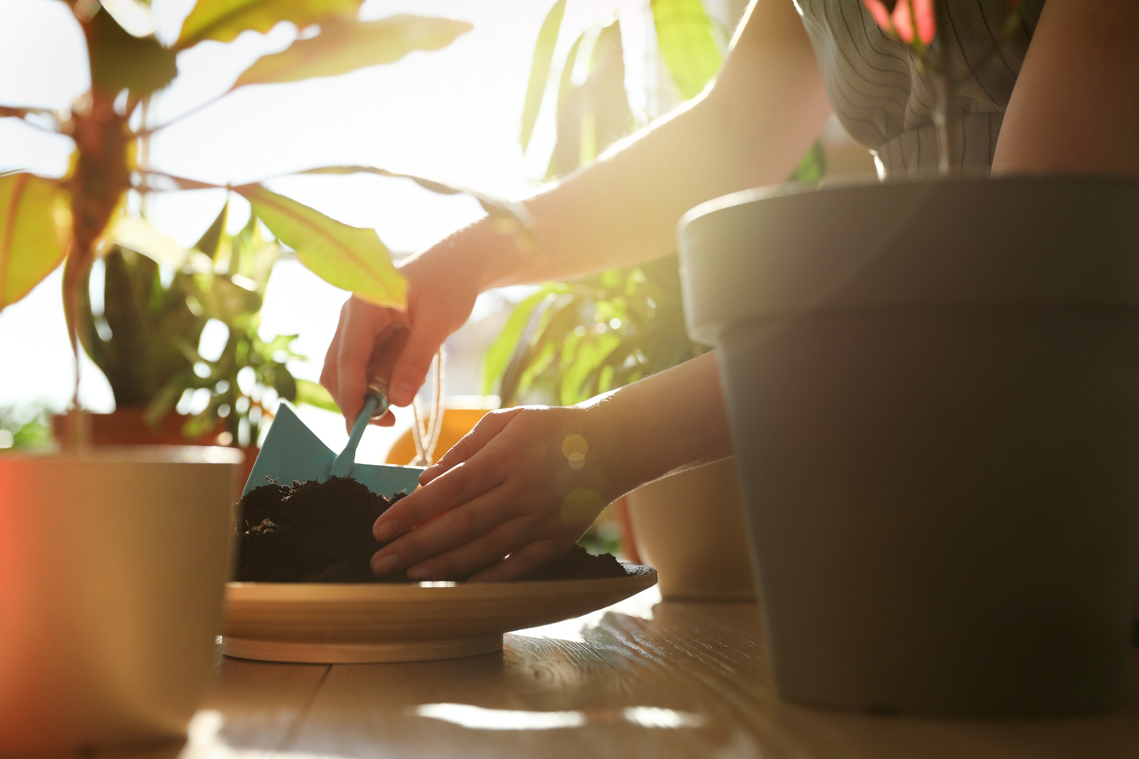 Woman taking care of home plants indoors, closeup Woman taking care of home plants indoors, closeup