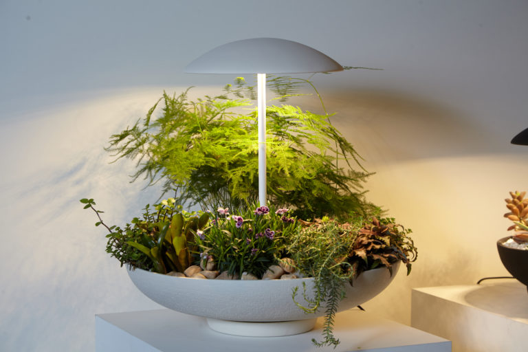 Dois em um: abajur com minijardim leva a natureza para dentro de casa de forma inusitada. Foto: Divulgação